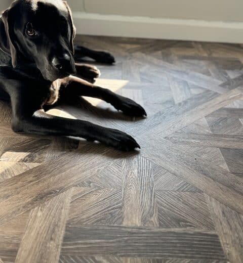 A black labrador retriever lying down on LVT flooring